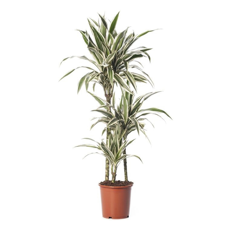 

Драцена Orangery Deremensis white stripe 27 x 115 см