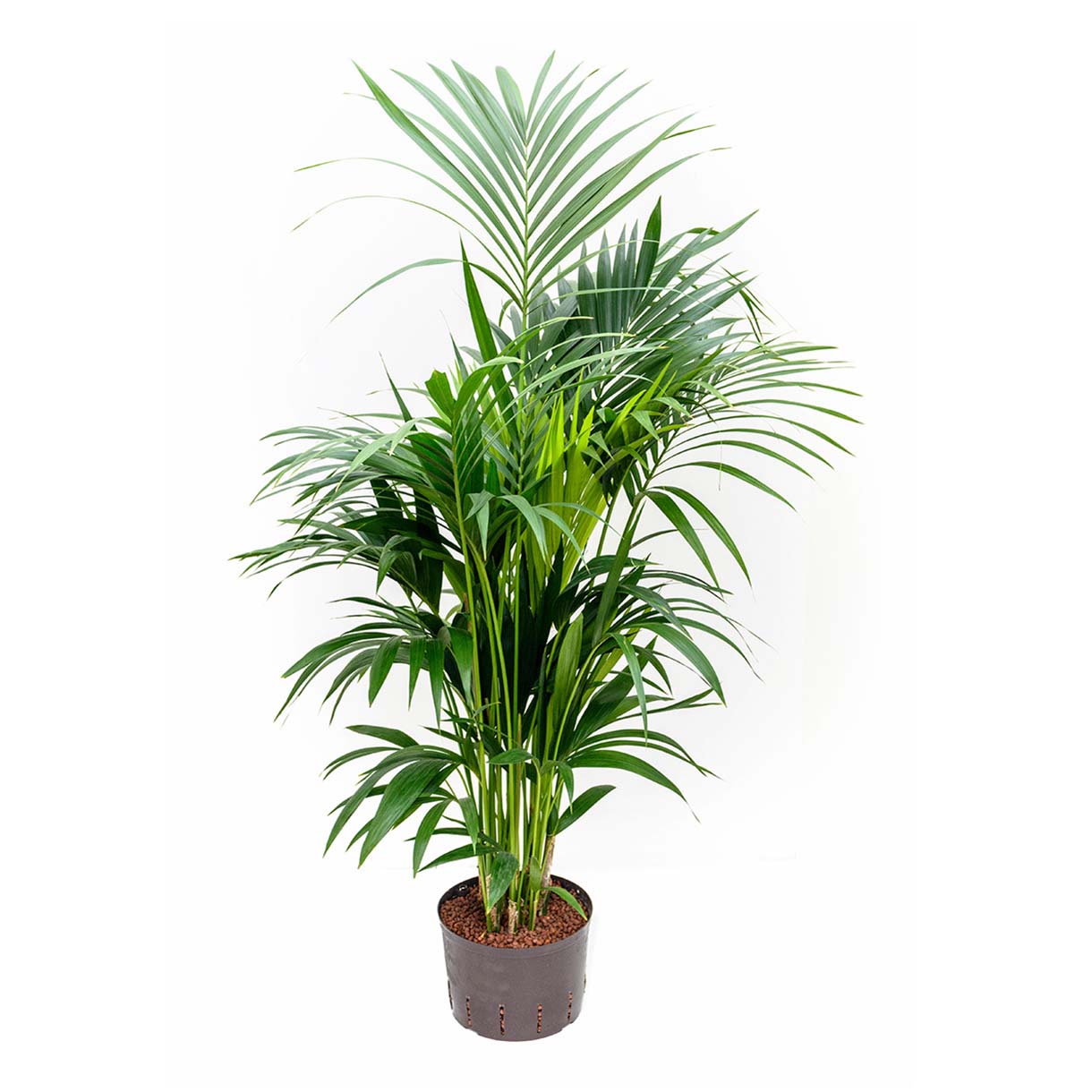 

Ховея Orangery Howea Fosteriana 19 х 80 см