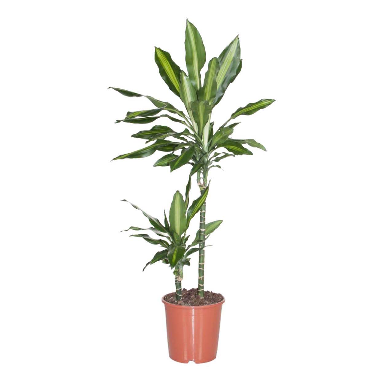 

Драцена Orangery Dracaena Fragrans cintho 21 х 80 см