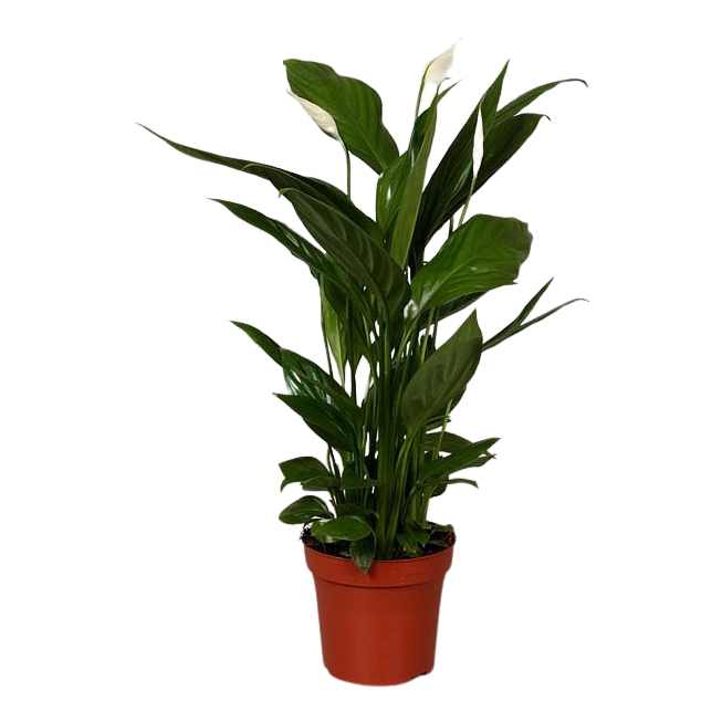 

Спатифиллум Orangery Spathiphyllum alana 12 х 40 см