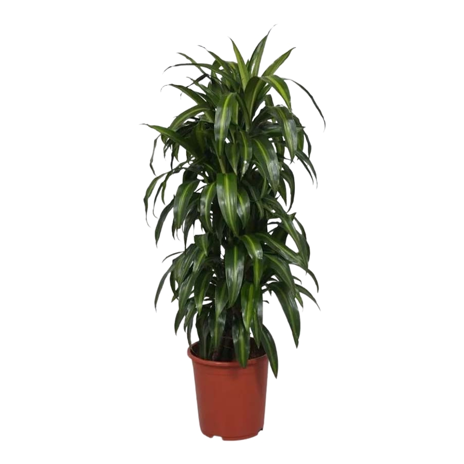 

Драцена Orangery Dracaena fragrans janet craig 27 x 110 см