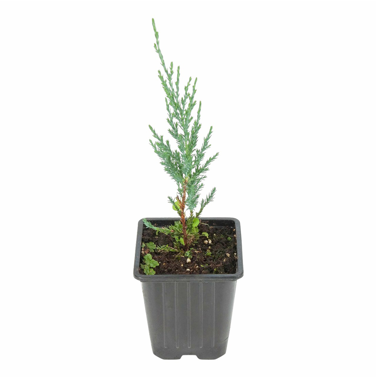 

Саженцы можжевельник Блю Эрроу PlantMarket 1 шт.