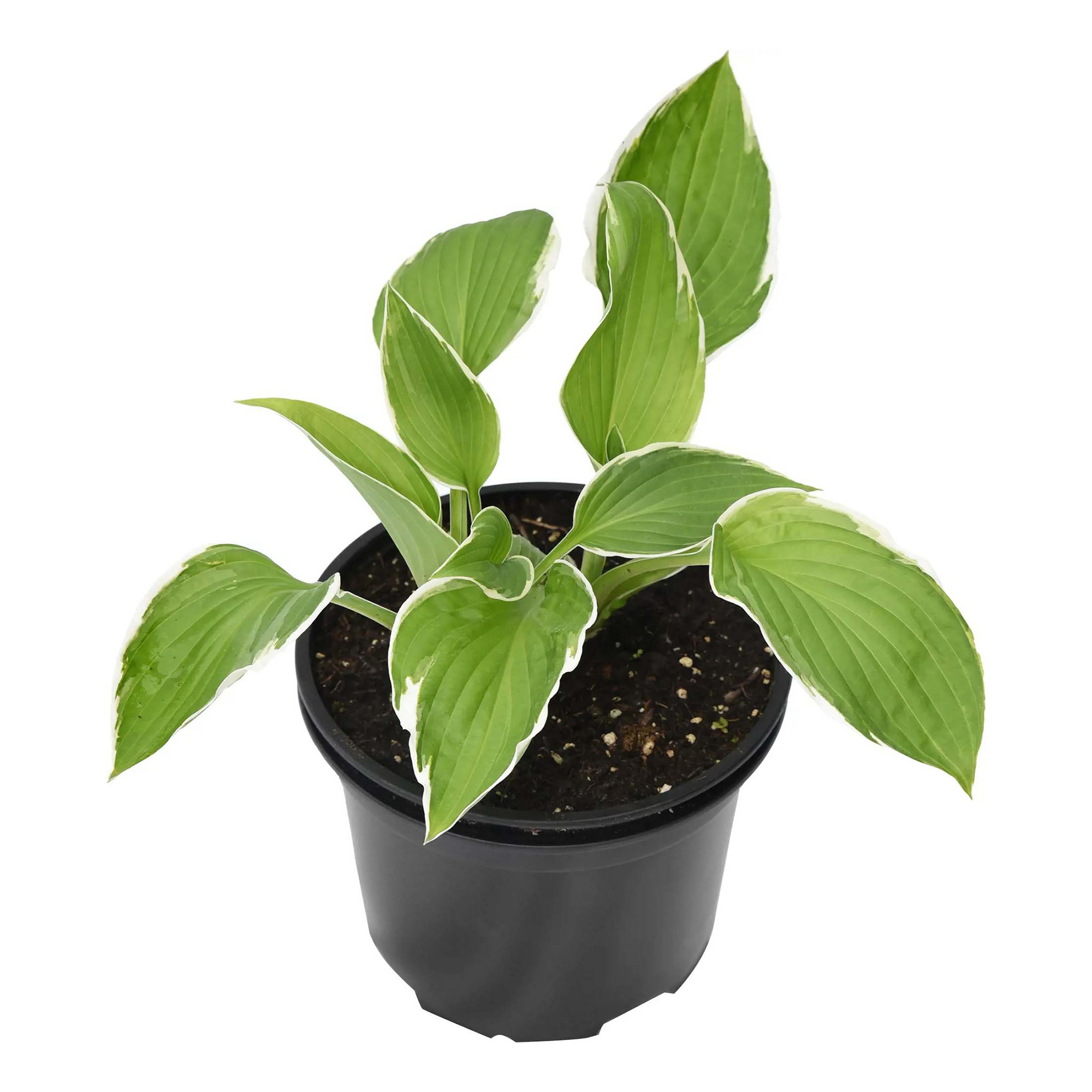 

Саженцы хоста Антиох C2 PlantMarket 1 шт.