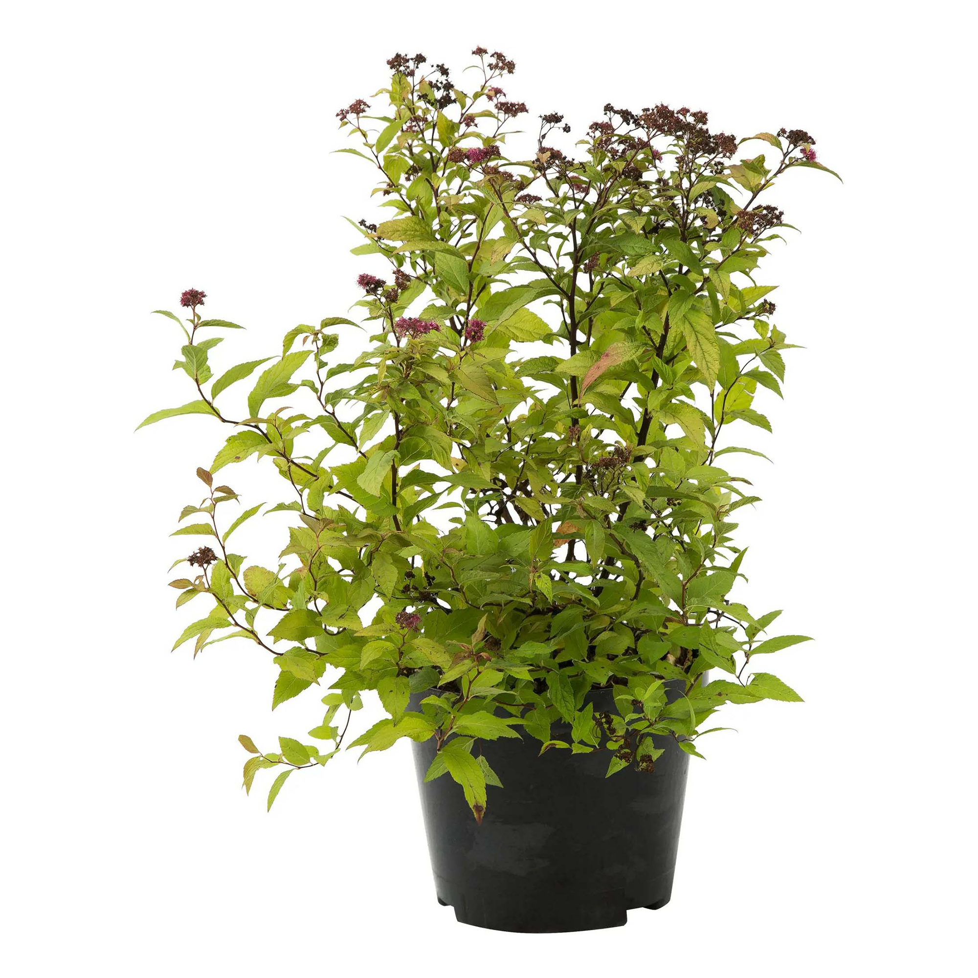 

Саженцы спирея Голдфлэйм PlantMarket 1 шт.