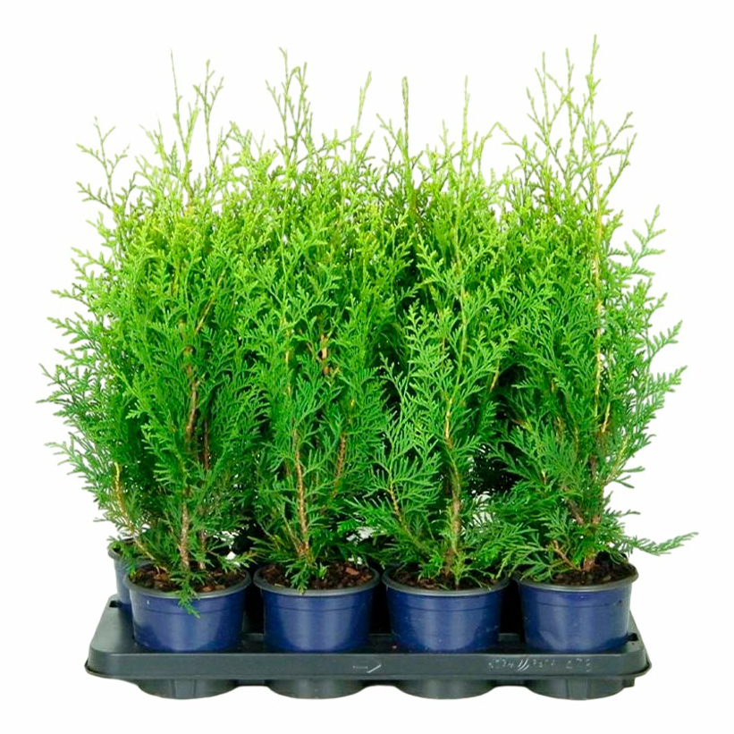

Саженцы туя западная Брабант PlantMarket 1 шт.