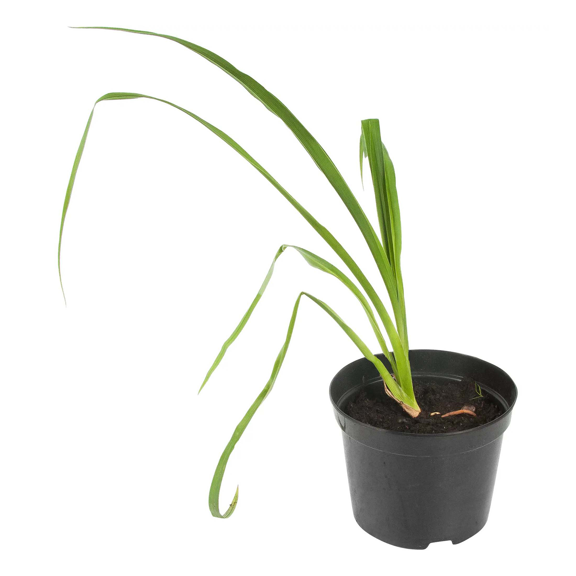 

Саженцы лилейник Бананза PlantMarket 1 шт.