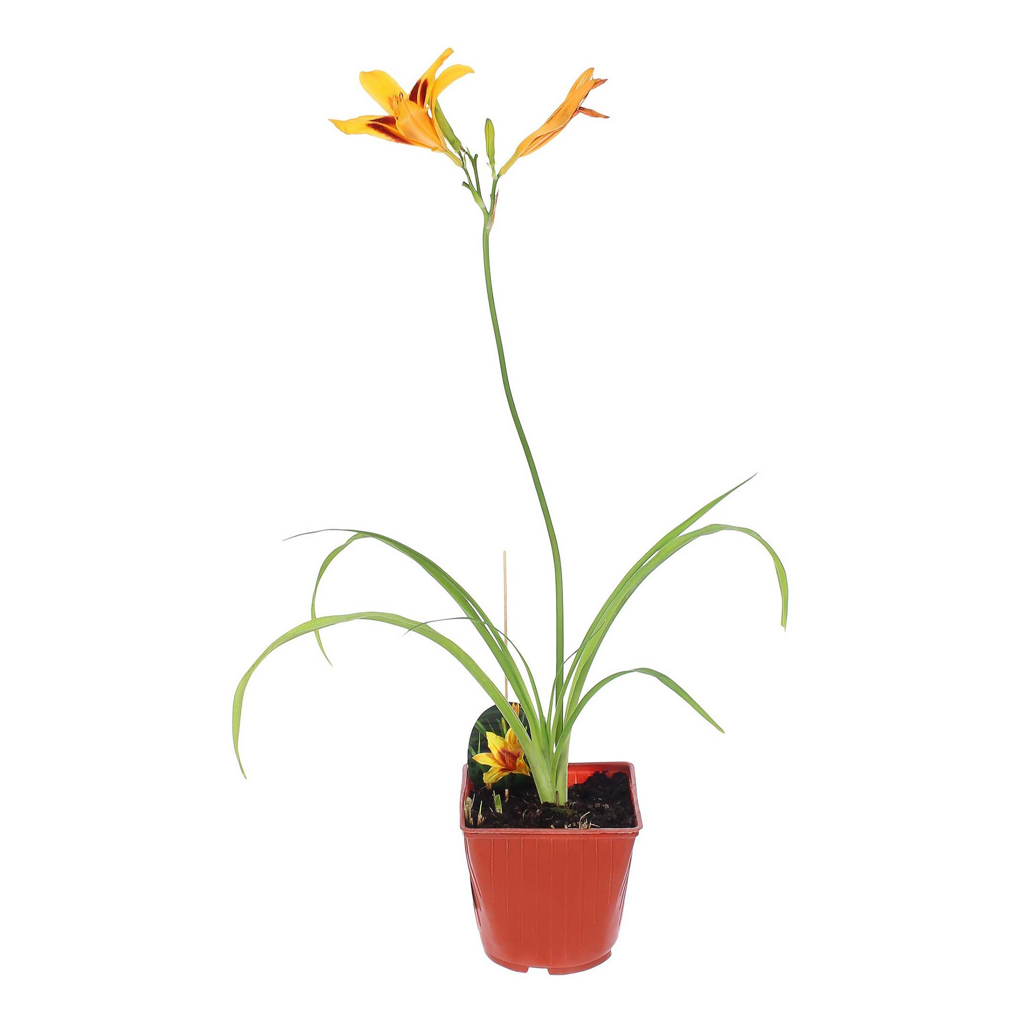 

Саженцы лилейник Бананза PlantMarket 1 шт.
