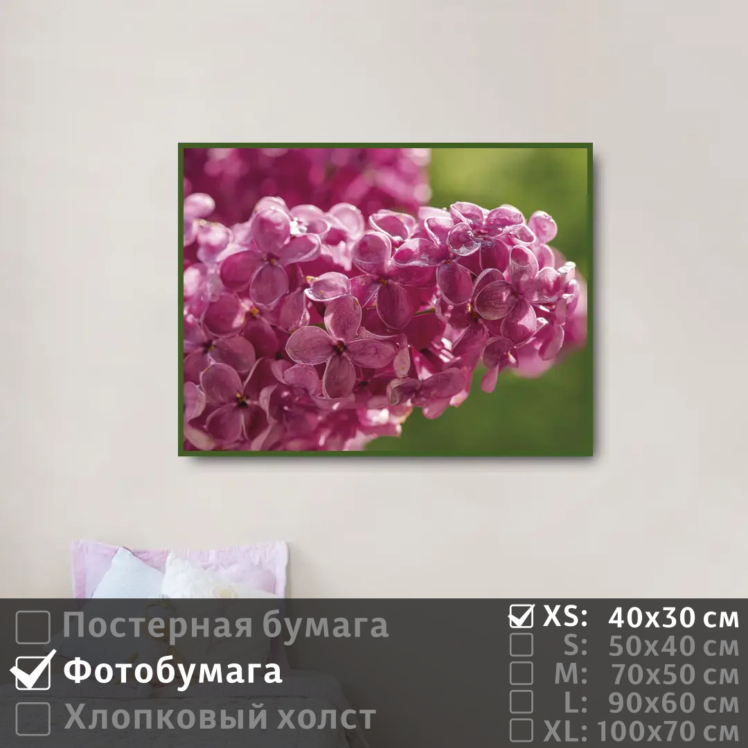 

Постер на фотобумаге ПолиЦентр Ветка сирени с каплями 40х30 см, ВеткаСирениСКаплями