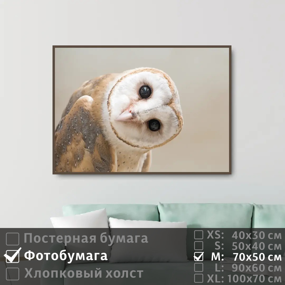 

Постер на фотобумаге ПолиЦентр Забавная сова сипуха 70х50 см, ЗабавнаяСоваСипуха