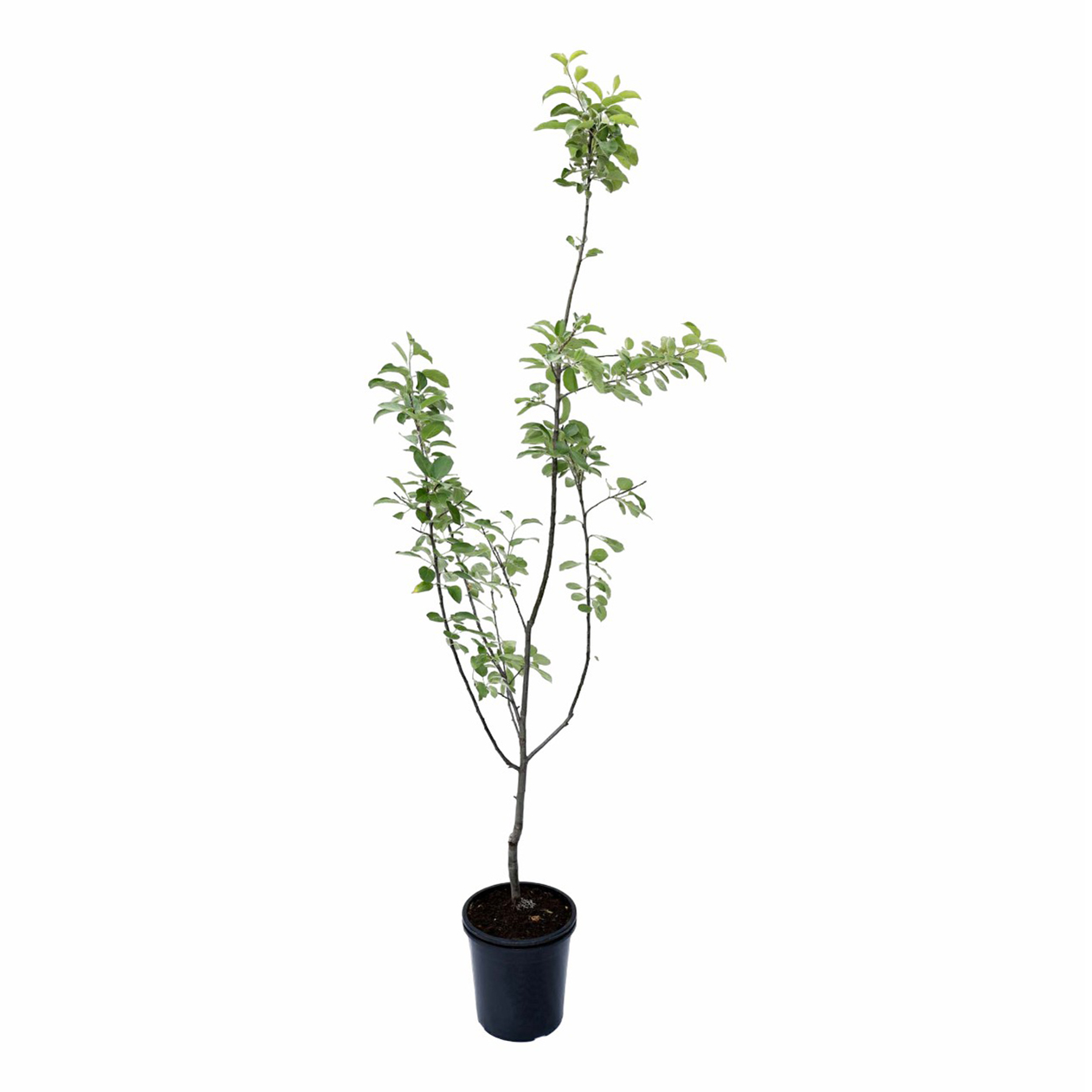 

Саженцы яблоня Штрейфлинг PlantMarket 1 шт.
