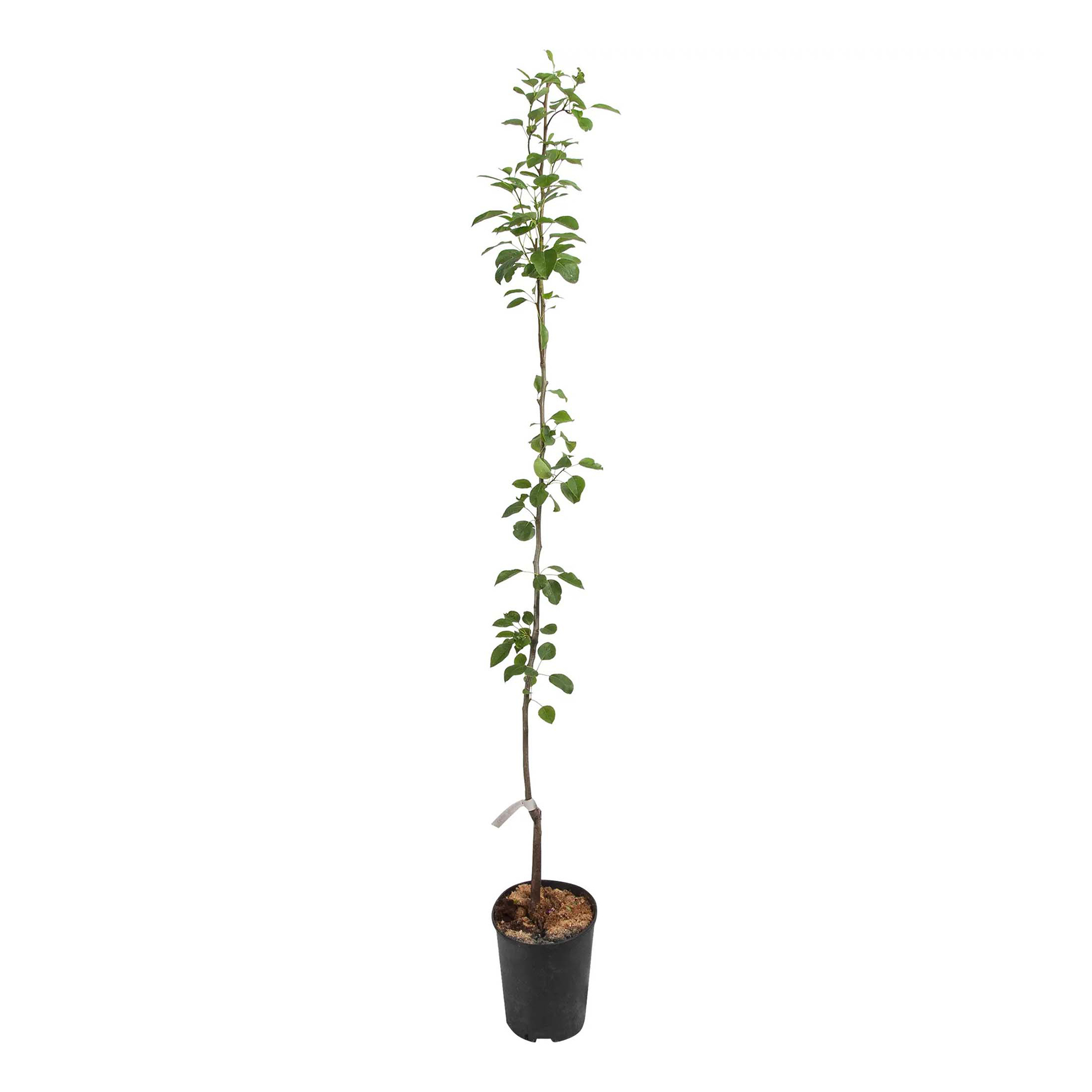 

Саженцы груша Лада PlantMarket 1 шт.