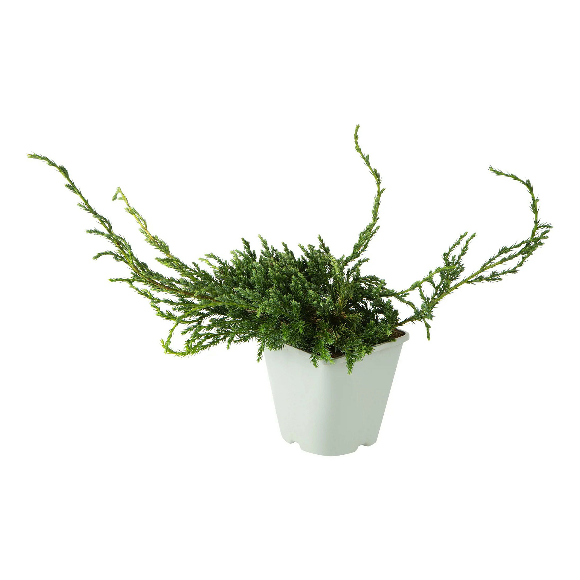 

Саженцы можжевельник Блю Стар PlantMarket 1 шт.