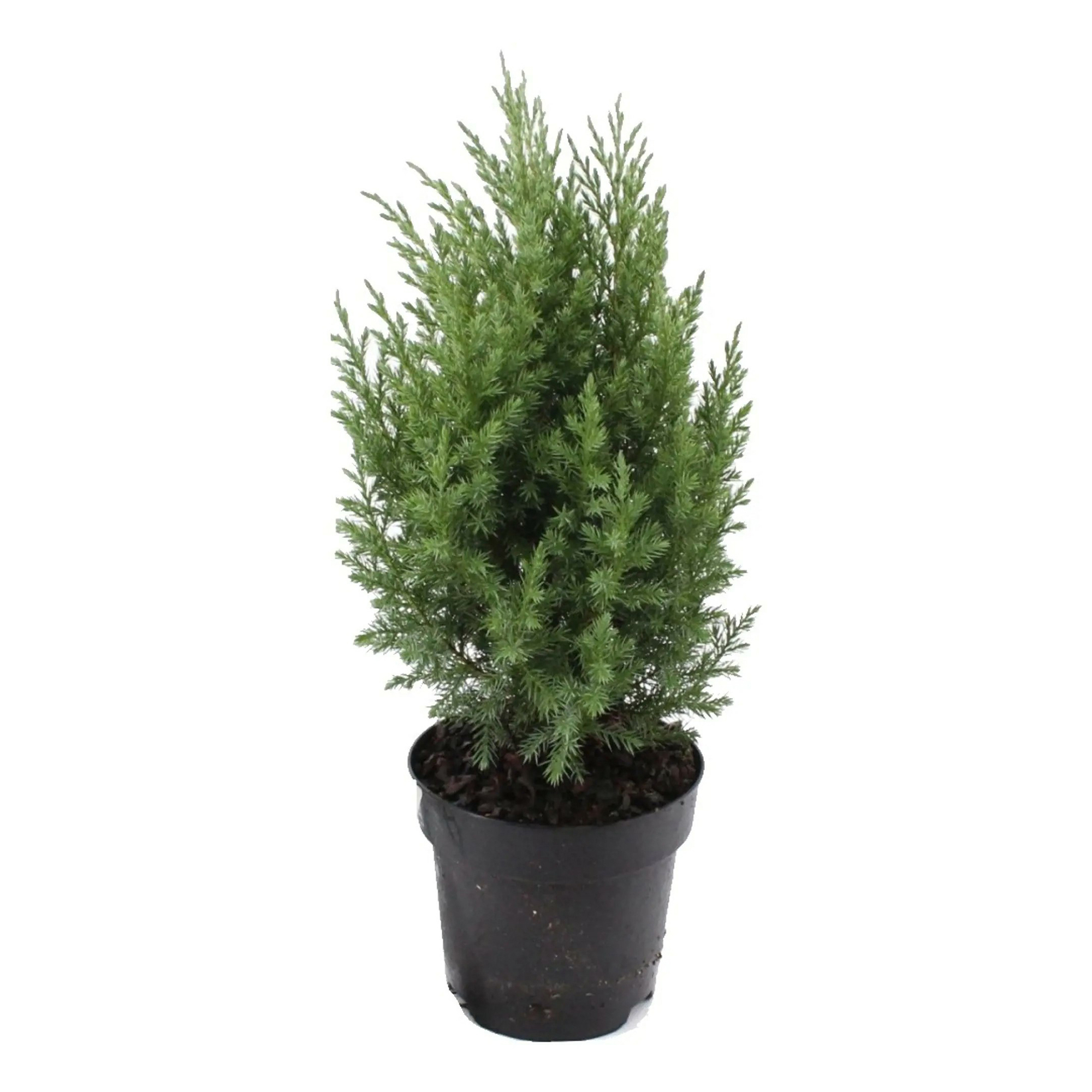 

Саженцы можжевельник Блю Альпс PlantMarket 1 шт.