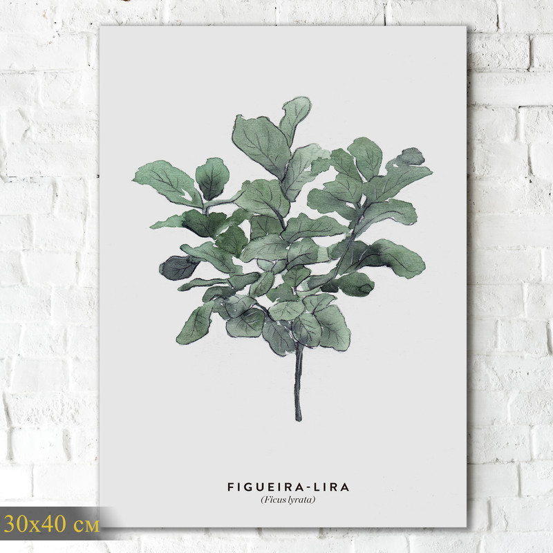 

Картина КартинуМне! Ficus lyrata, N001518, 30х40 см, Ficus lyrata