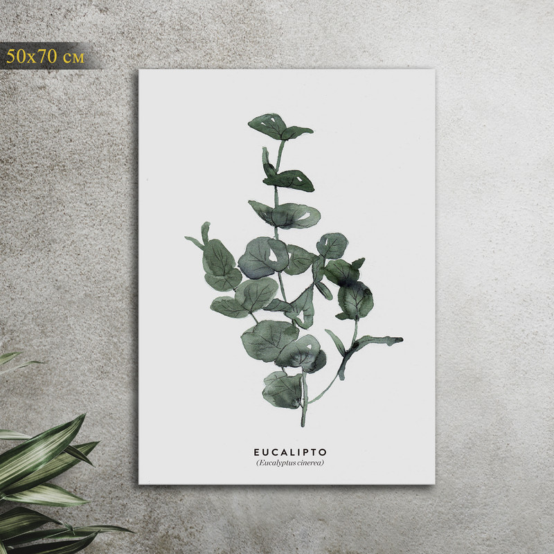

Картина КартинуМне! Eucalyptus cinerea, N001515, 50х70 см, Eucalyptus cinerea