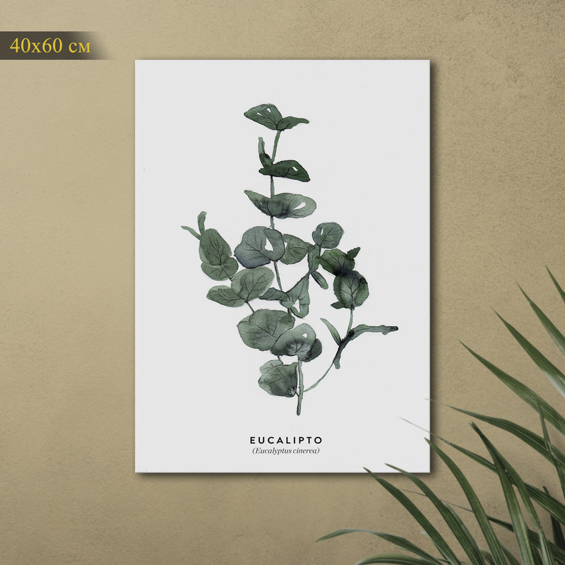 

Картина КартинуМне! Eucalyptus cinerea, N001514, 40х60 см, Eucalyptus cinerea