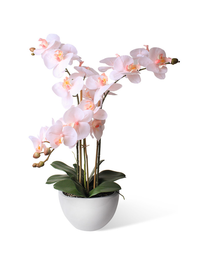 фото Орхидея фаленопсис 3 ветки в кашпо piano gerard de ros