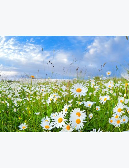 

Алмазная мозаика на подрамнике Ромашки в Поле, 70x50 см, 30 цветов, 58320, ПРА-055