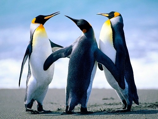 фото Набор алмазной мозаики яркие грани пингвины