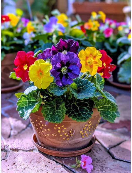 

Алмазная мозаика без подрамника Примулы, 50x40 см, 50 цветов, 87365, РА-900