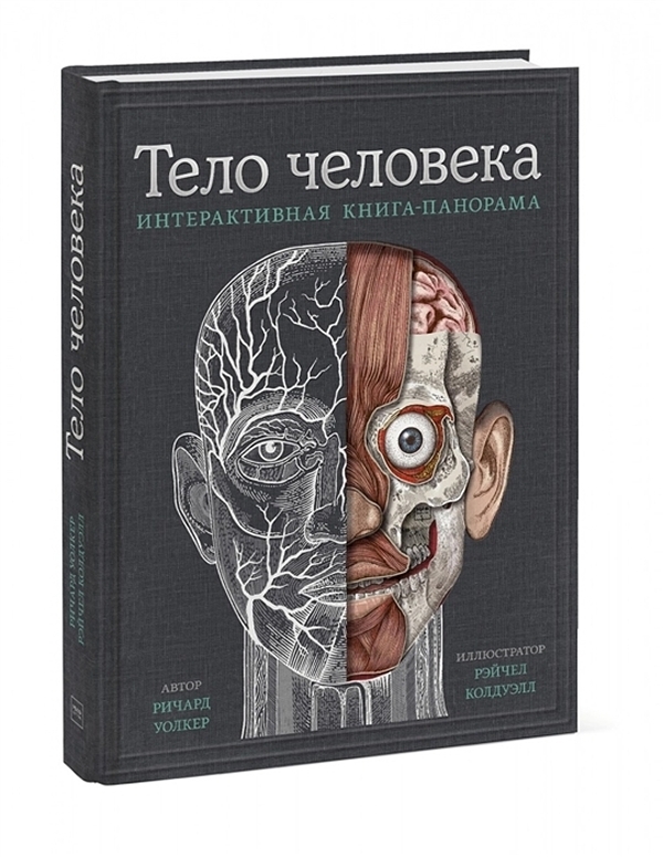 фото Книга тело человека: интерактивная книга-панорама манн, иванов и фербер