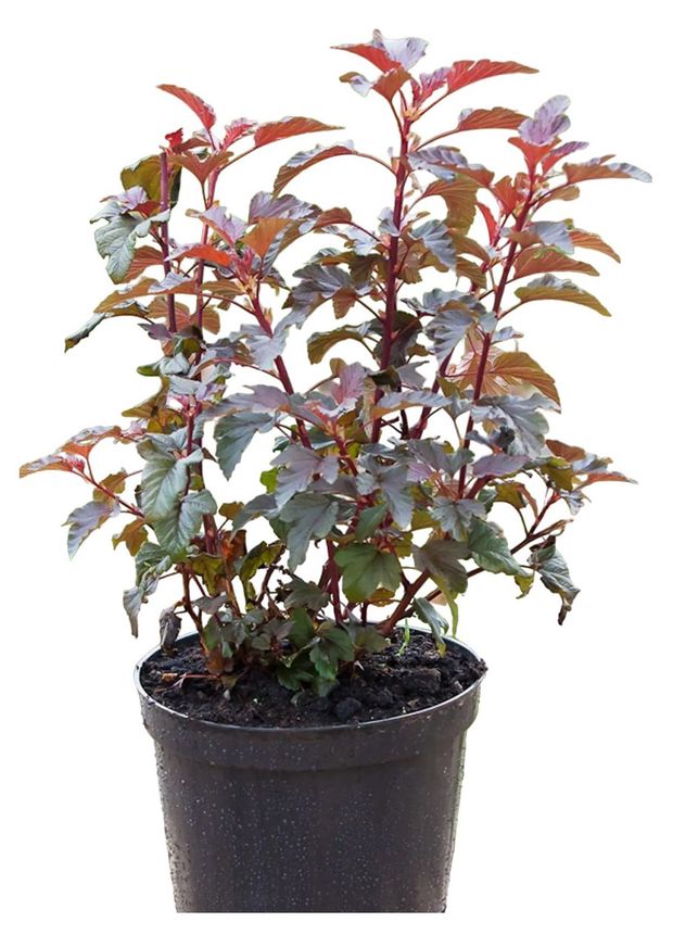 

Саженцы пузыреплодник калинолистный Диабло PlantMarket 1 шт.
