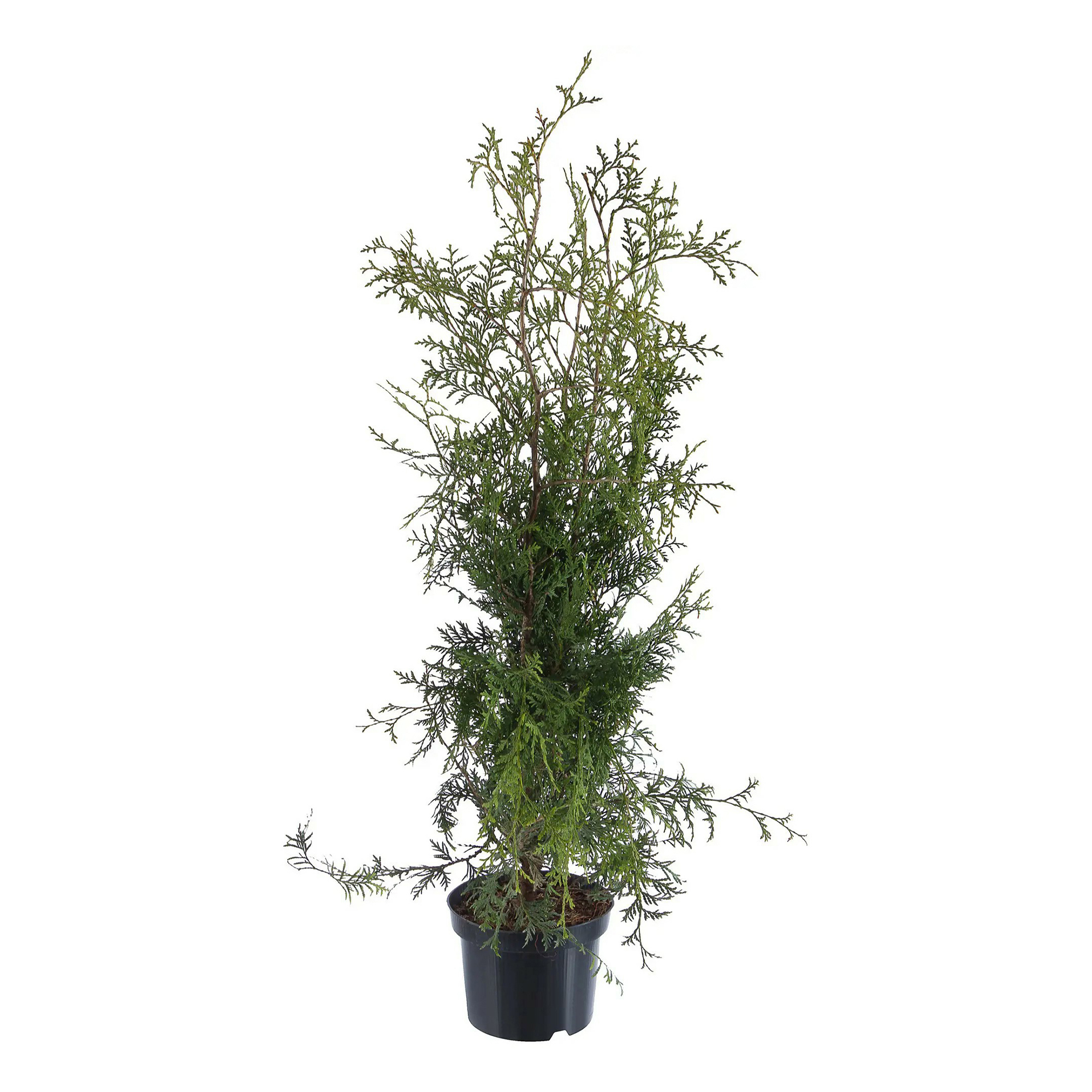 

Саженцы туя западная Брабант C4 PlantMarket 1 шт.