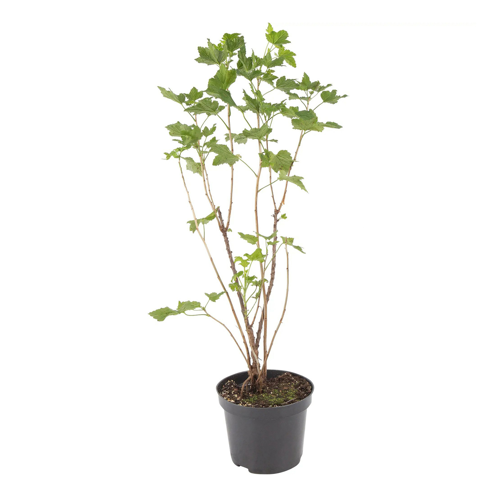 

Саженцы смородина черная Дачница PlantMarket 1 шт.