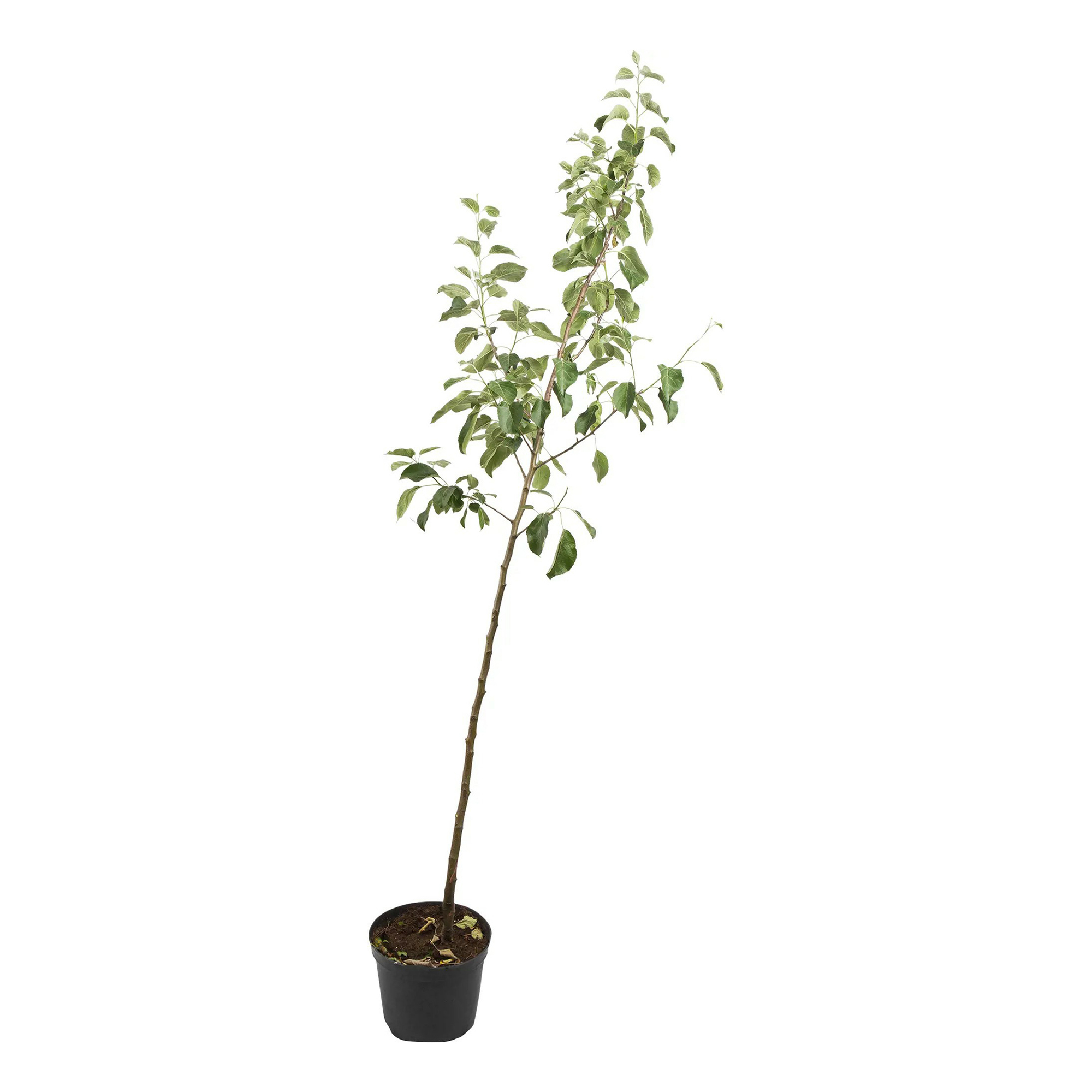 

Саженцы яблоня Коричное Полосатое PlantMarket 1 шт.
