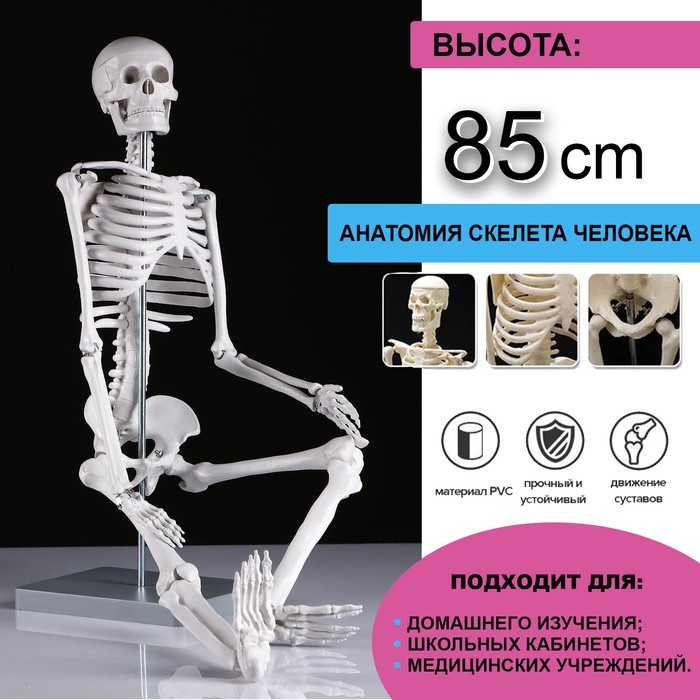 

Макет "Скелет человека" 85см, Анатомические модели