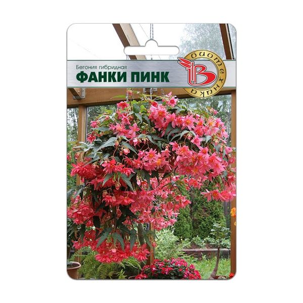 

Бегония гибридная Фанки Пинк, 5 шт.