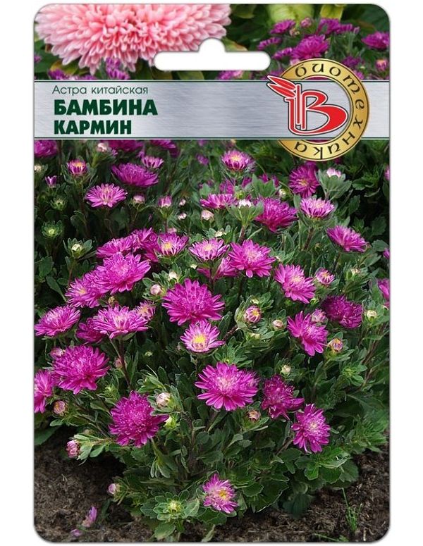 

Астра китайская Бамбина Кармин, 40 шт.