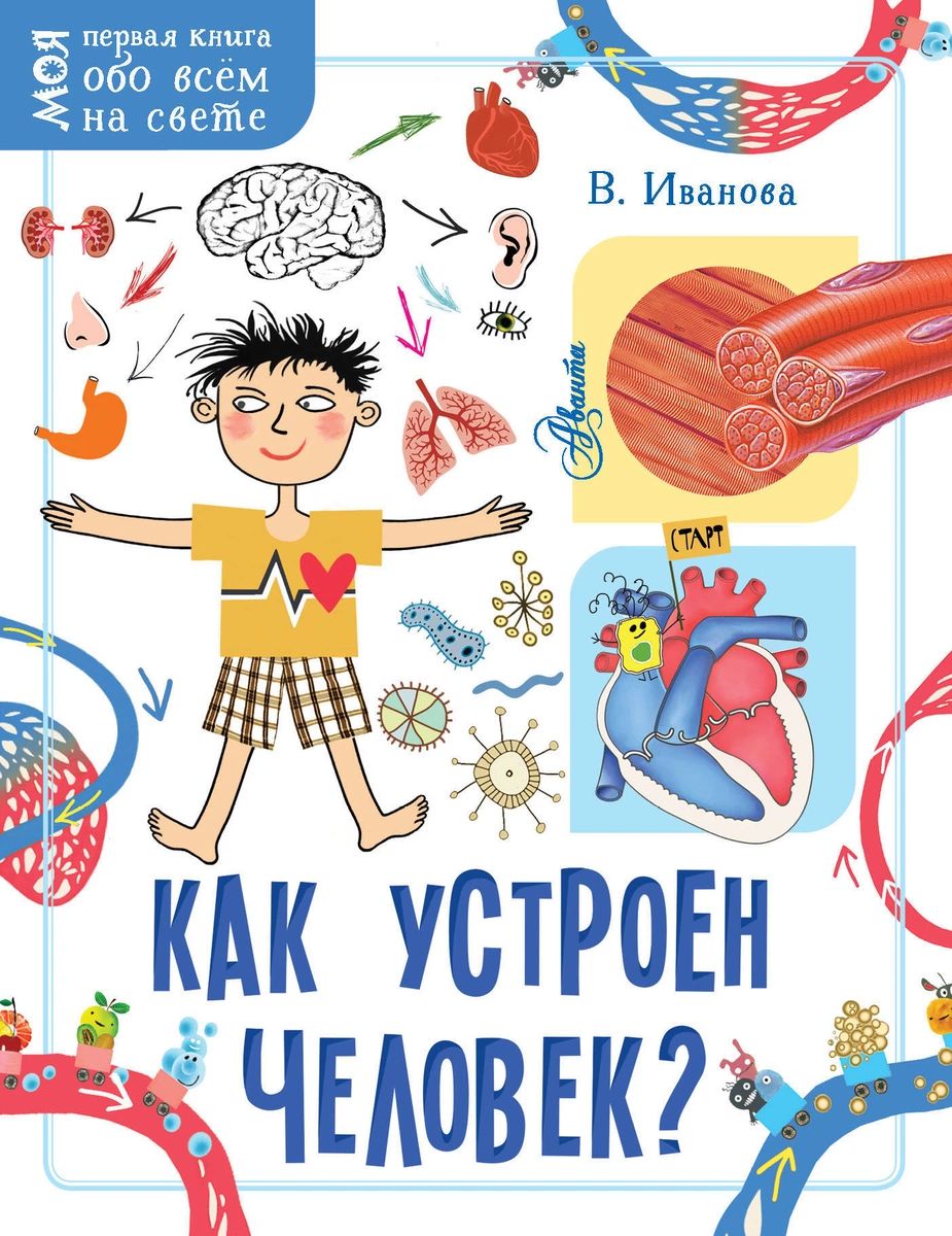 

Как устроен человек