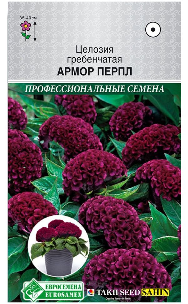 

Целозия гребенчатая Амор Перпл, 10 шт. Takii Профессиональные семена