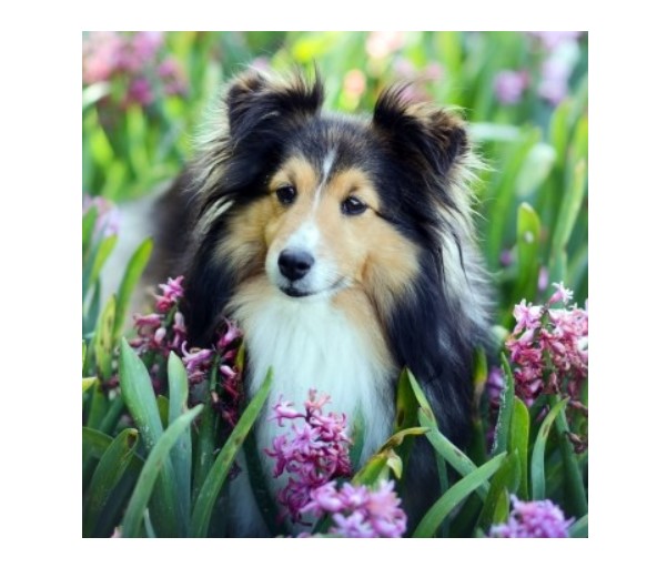 

Алмазная мозаика, блестящая "Милая шелти в цветах", 20х20 см