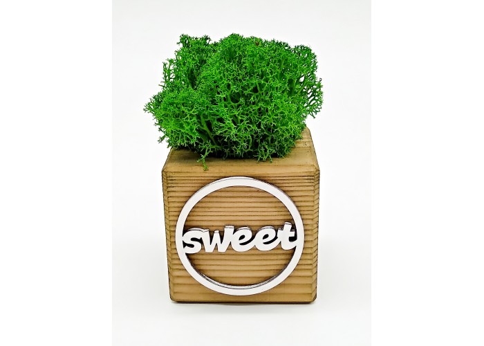 фото Композиция со мхом "бриовуд-месседж" sweet, цвет: орех, мох: forest green zdk