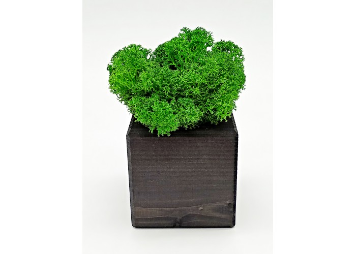 

Композиция со мхом "Бриовуд", цвет: Эбен, мох: Forest green