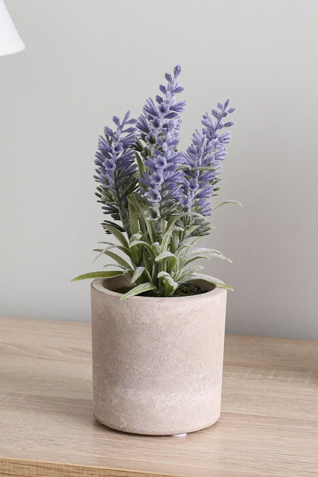 

Растение декоративное в горшке, 22 см, Лиловый, 428031, Сиреневый