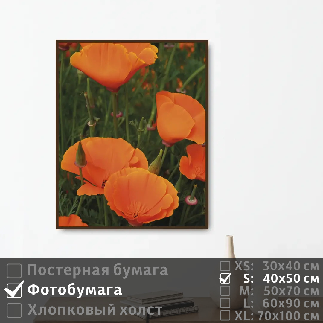 

Постер на фотобумаге ПолиЦентр Летние оранжевые маки 40х50 см, ЛетниеОранжевыеМаки