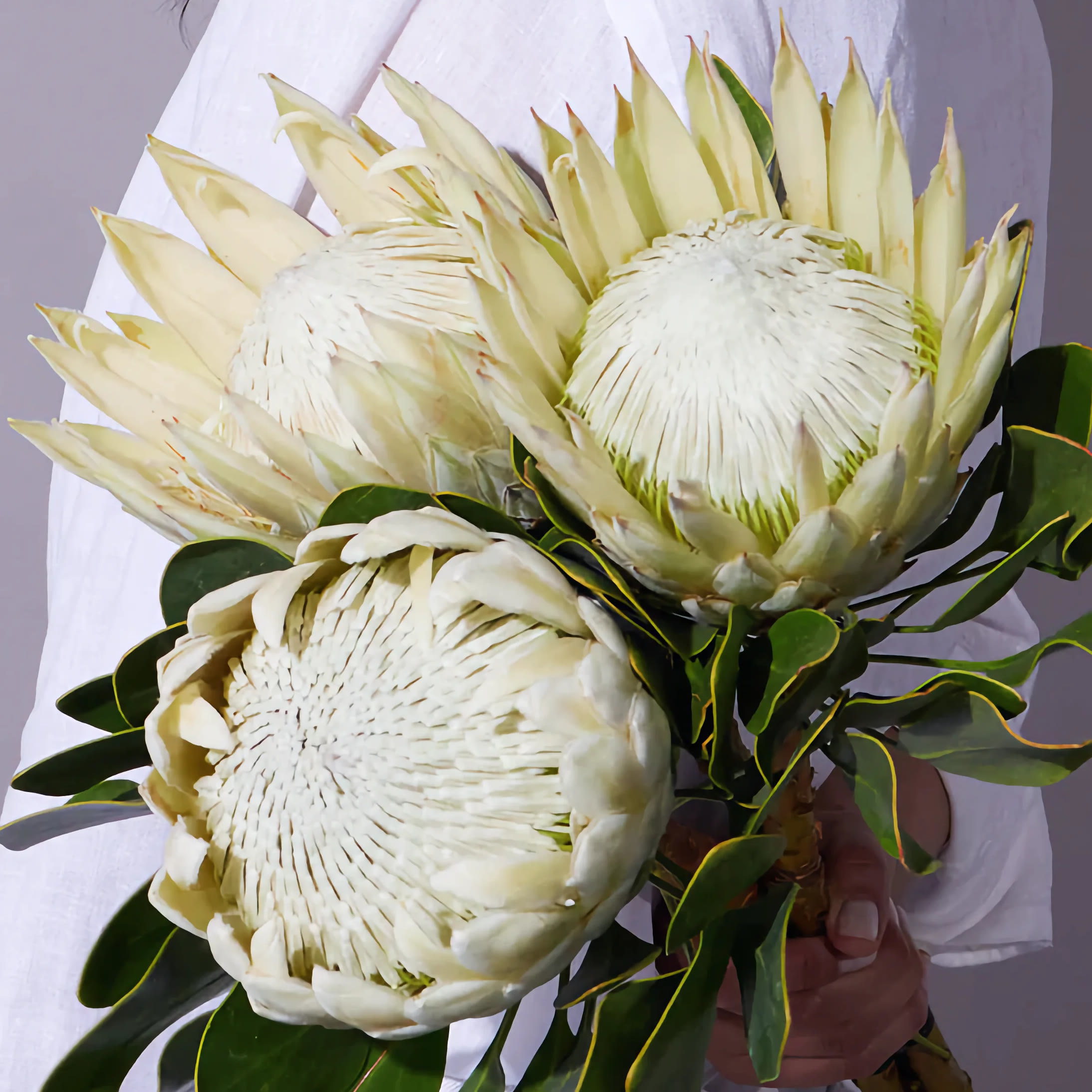 

Цветок Bounce Flowers протея 45 см белый