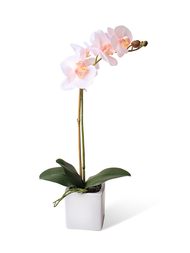 фото Орхидея фаленопсис 1 ветка в керамическом кашпо куб gerard de ros