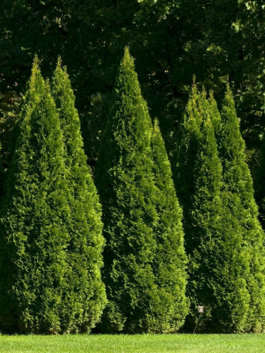 Семена Туя западная, Бамбук Shop 30 семян