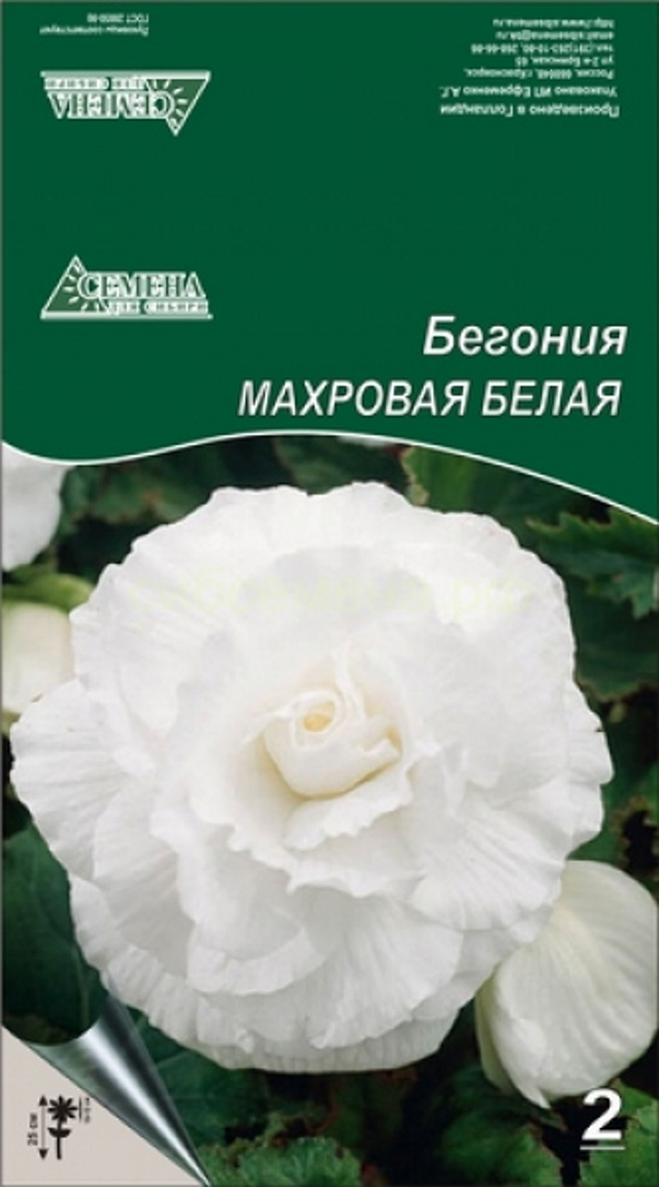

Луковицы Семена для Сибири Бегония Махровая белая 5/6 2 шт