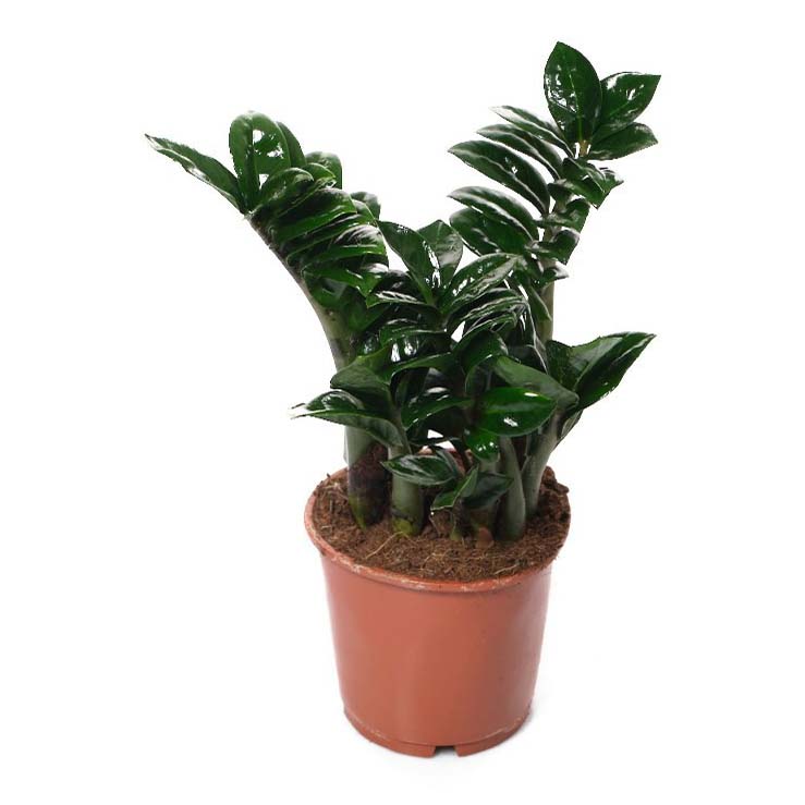 Замиокулькас Зензи h20 см d10 см