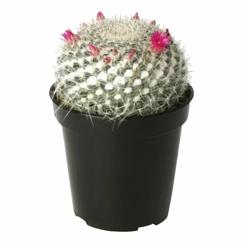 Кактус Маммиллярия h10 см d5,5 см