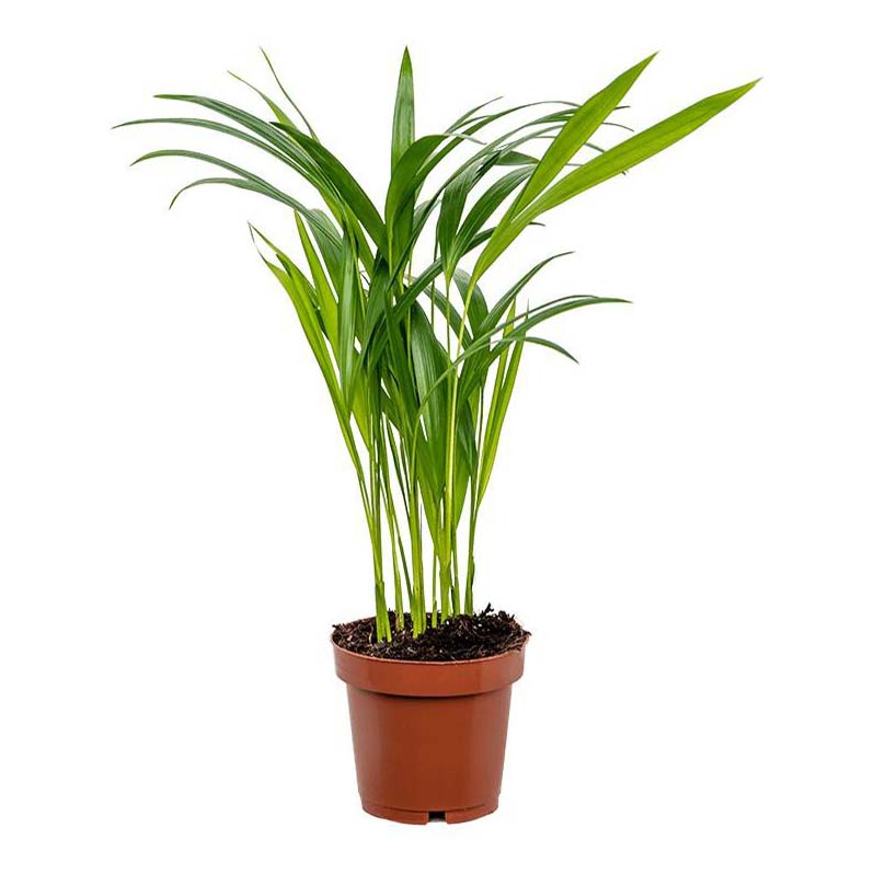 Арека Хризалидокарпус h25 см d9 см