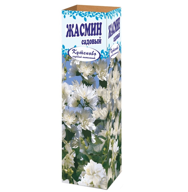 

Саженец Жасмин садовый 450 г