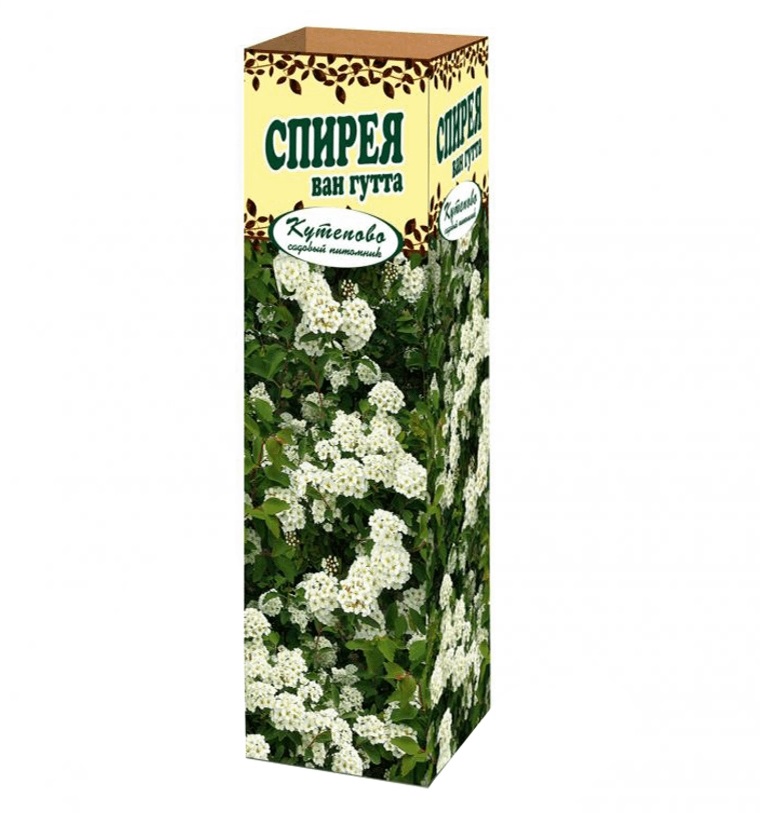 

Саженец Спирея Вангутта 450 г