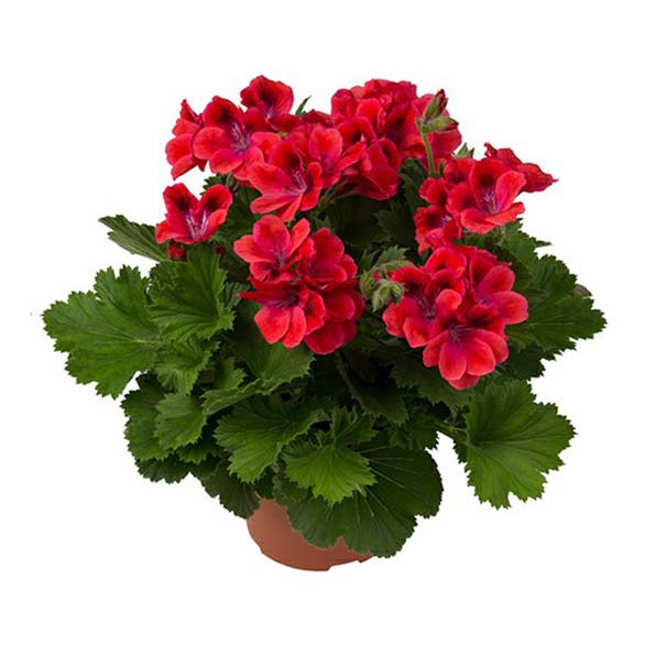 Пеларгония Королевская d12 см в ассортименте (цвет по наличию)