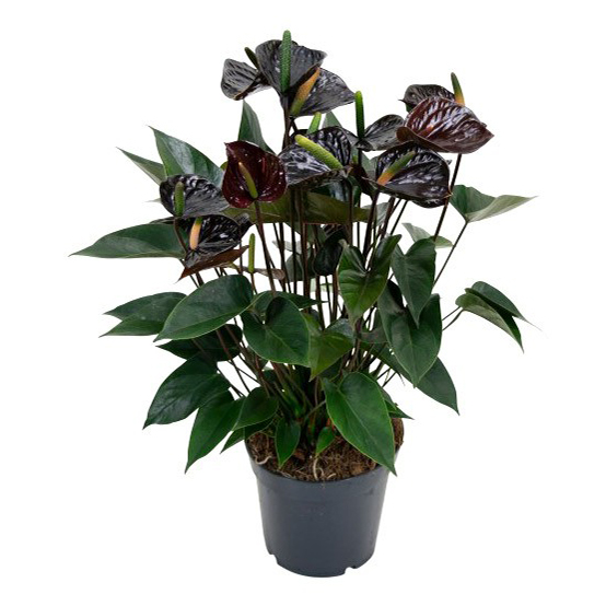 

Цветок Антуриум Orangery Black love 12 х 35 см